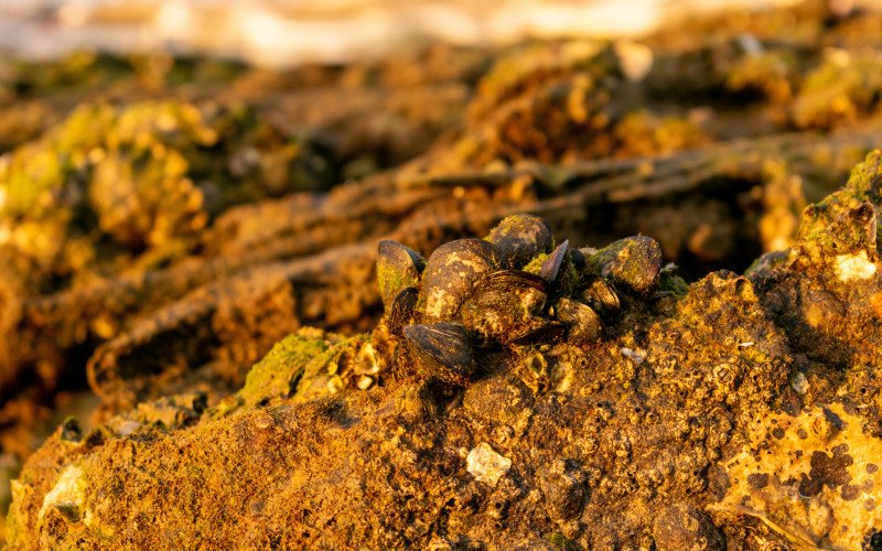 Gold Nuggets Purity 96%